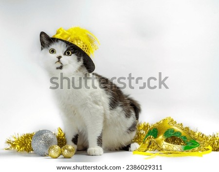 black and white kitten in christmas fancy dress hat