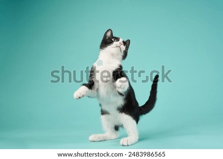  Black and white kitten, Cyan studio background. A playful cat looking upward with curiosity against a cyan studio 