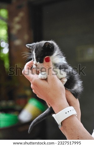 Black and white kitten held up in hands. 