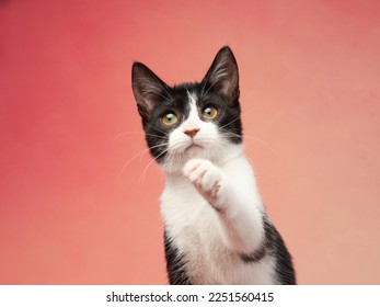 black and white kitten on a colored background. young funny cute cat in the studio - Shutterstock ID 2251560415