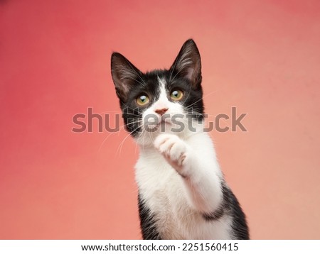 black and white kitten on a colored background. young funny cute cat in the studio
