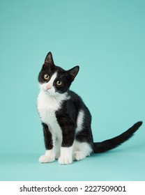 black and white kitten on a mint background. young cute cat in the studio