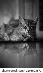 black and white kitten portrait refelction
