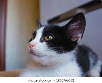 black and white kitten with yellow eyes