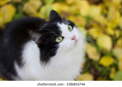 Black and white kitty in nature against a background of yellow apricot leaves on the ground - autumn outdoors