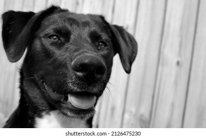 Black And White Lab Dog Close Up 