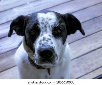 Collie And Lab Mix Images Stock Photos Vectors Shutterstock