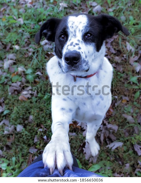 are black lab and collie mix smart