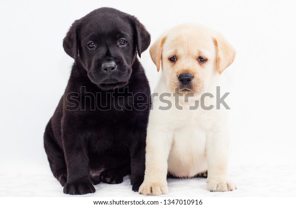 Black White Labrador Puppies On White Stock Photo Edit Now 1347010916