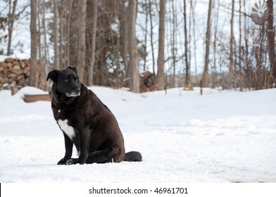 Black and white Labrador Retriever , very overweight, sitting outside in the winter.