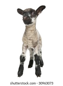 Black and white Lamb facing the camera (15 days old) in front of a white background