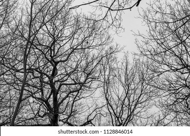 Black And White Landscape Of Bare Tree Tops With No Leaves In Woods In Winter Forming A Silhouette Against Grey Sky