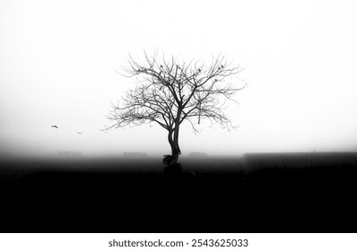 Black and white landscape of Beautiful foggy winter morning with a dead tree and flying birds at Magura, Bangladesh. Sun is rising behind the empty field. A lonely dead tree stands in an empty field.  - Powered by Shutterstock