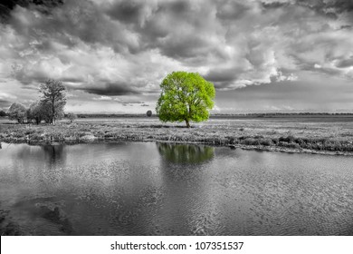 black and white landscape and green tree - Powered by Shutterstock