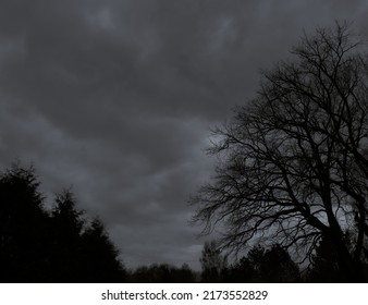 Black and white landscape photography of trees and sky.