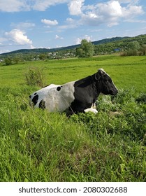 Black and white large bull (Bos taurus taurus) resting lying on a green meadow against a blue sky in the clouds; and villages in the background by the green hills (closeup, side view).