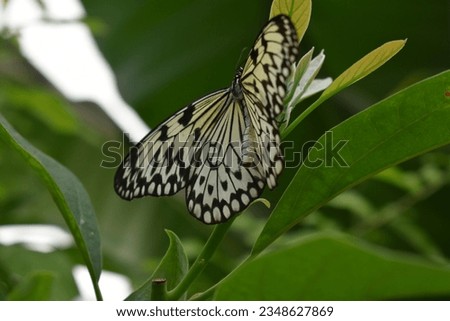 Black and white large butterfly Idea leuconoe, also known as the paper kite butterfly, rice paper butterfly, large tree nymph, or in Australia the white nymph butterfly
