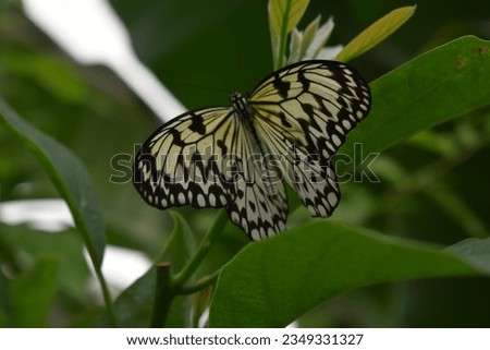 Black and white large butterfly Idea leuconoe, also known as the paper kite butterfly, rice paper butterfly, large tree nymph, or in Australia the white nymph butterfly