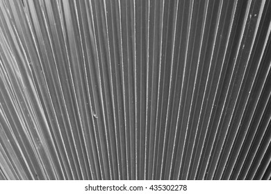black and white leaf texture