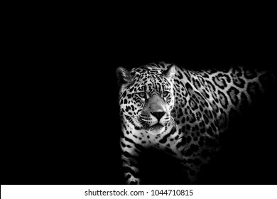 Black And White Leopard On A Black Background.