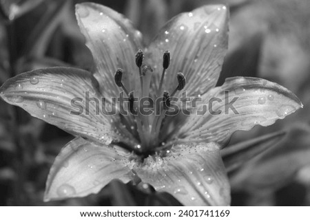 Black and white Lily flower in macro shot with raindrops. Majestic garden blossom with wet petals in monochromatic view.