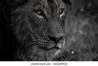 black and white lion face close up looking intensely at camera with golden eyes. Hunting and stalking prey on African safari game drive in Kruger Natioanl Park, South Africa. 