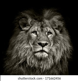 A Black  And White Lion Portrait On Black Background