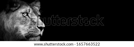Black and white lioness colour wallpaper. Portrait lioness.