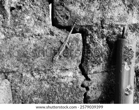 Black and white, a lizard stuck to a mossy red brick wall that had cracks and holes