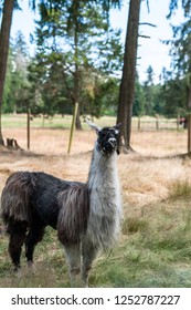 Black And White Llama, Seaview Game Farm, Comox Valley, BC