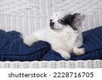 Black and white long hair chihuahua posing on a white wicker loveseat. Studio portrait of a small dog on the blue cushion of a white wicker chair.