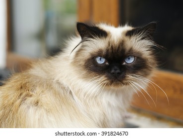 Long Haired Siamese Images Stock Photos Vectors Shutterstock