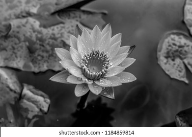 Black White Lotus Flower Background Water Stock Photo 1184859814