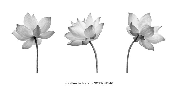 Black White Lotus flower Collections isolated on white background. File contains with clipping path so easy to work. - Shutterstock ID 2033958149