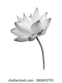 Black White Lotus Flower Drawing Hd Stock Images Shutterstock