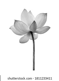 Black white Lotus flower isolated on white background. File contains with clipping path so easy to work. - Shutterstock ID 1811233411