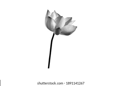 Lotus Flower Black White Color Isolated Stock Photo (Edit Now) 1911906094