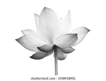 Black white Lotus flower isolated on white background. File contains with clipping path so easy to work. - Shutterstock ID 1938918901