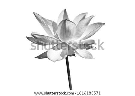 Black white Lotus flower isolated on white background. File with clipping path.