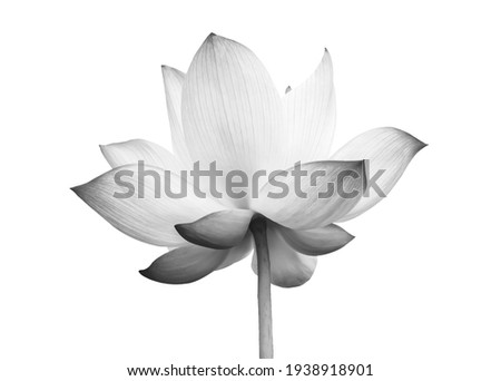 Black white Lotus flower isolated on white background. File contains with clipping path so easy to work.