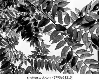Black and white low angle view of tree leaves and branches.

Description: A monochrome, high-contrast photograph looking up at a dense canopy of leaves against a bright sky, emphasizing textures, lines, patterns, and contrast in black and white.