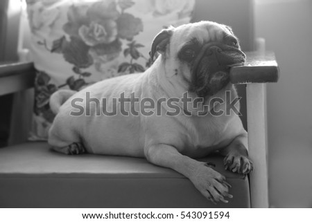 Black And White With Low Key Concept Of Cute Lonely Puppy Pug Dog Sad And Sit Black And White With Low Key Concept Of Cute Lonely Puppy Pug Dog Sad And Sit