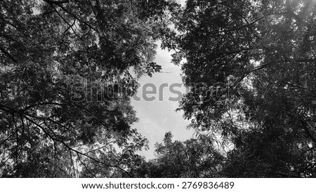 Black and white low-angle shot looking up through a dense forest canopy. The dark, intricate patterns of leaves and branches frame a bright, clear sky, creating a striking natural contrast and a sense of peaceful seclusion.