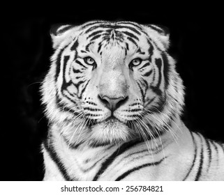 Černá a bílá makro tvář portrét bílého bengálského tygra. Nejnebezpečnější zvíře ukazuje jeho klidnou velikost. Divoká krása těžké velké kočky.