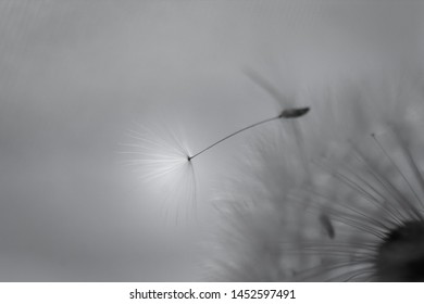 black an white macro fluff 