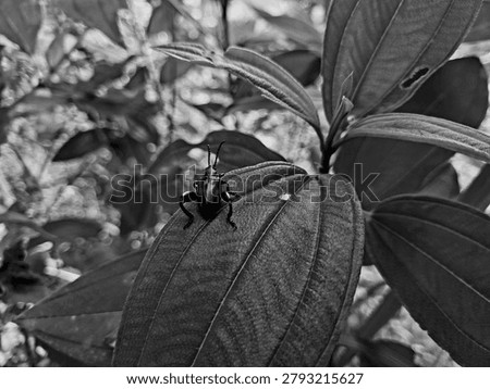 Black and white macro of a frog-legged leaf beetle Sagra femorata on a leaf. Monochrome high contrast photography of exotic shiny chrysomelidae beetle, tropical wildlife insect in selective focus