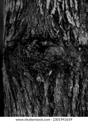 Black and white macro photo of textured longan tree bark