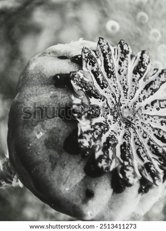 Similar – Image, Stock Photo poppy seed capsules plants