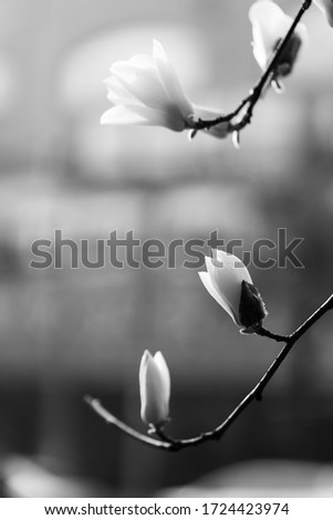 Similar – Foto Bild Frühling frisch zart Blatt