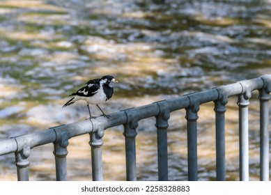 A black and white Magpie bird is sitting on a metal fence, surrounded by the rushing floodwaters of Merri Creek in Melbourne, Australia - Shutterstock ID 2258328883